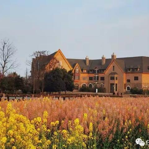 蓉 城 三 月 花 事 忙——水中油菜花VS科技油菜花