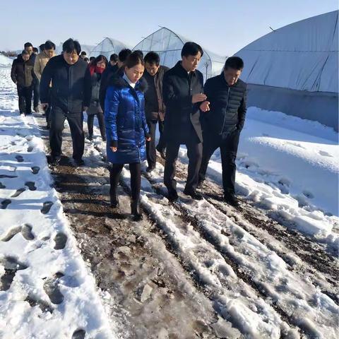 大雪无情人有情，齐心协力保生产       ——鲁桥镇瑞洁食用菌扶贫基地迅速自救力挽损失