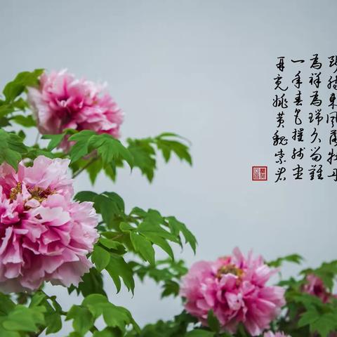 唯有牡丹真国色