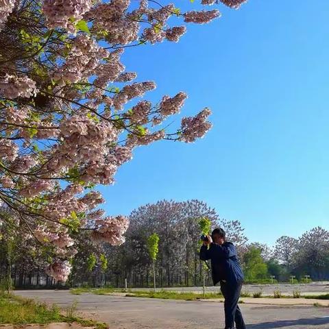 梧桐花开香滿怀