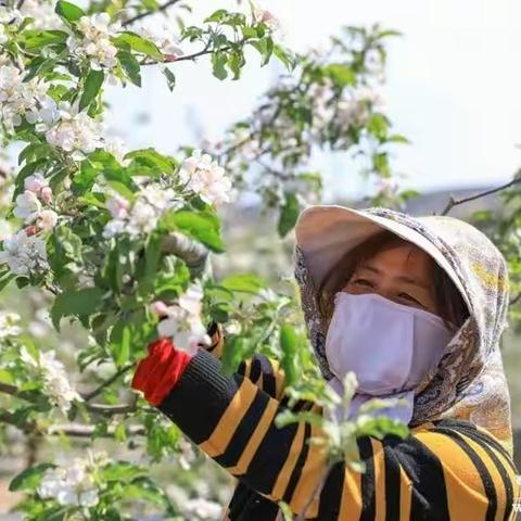 剪落的苹果花