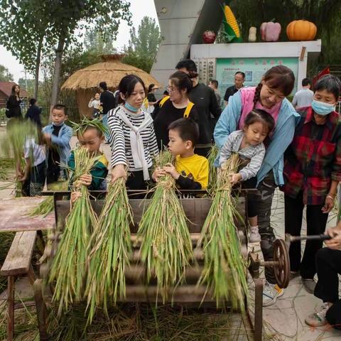 国庆假日，五六十位家长带着孩子到孟津黄河银滩体验收割水稻掠影