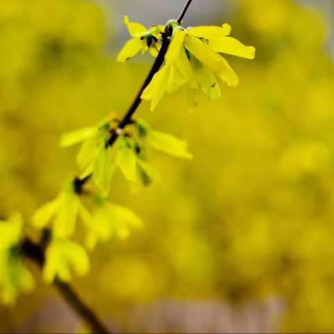 春风暖阳恰逢好，正是踏青好时节