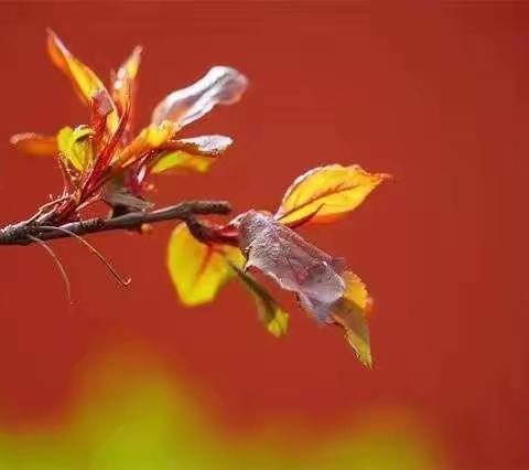 春已至花已开，盼疫散愿人安