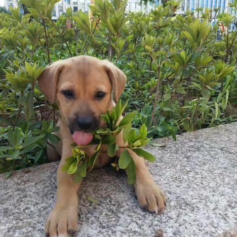 八一的幸福生活！我就是个傻憨憨！🤪