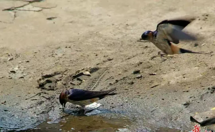 燕子怎能寻旧垒