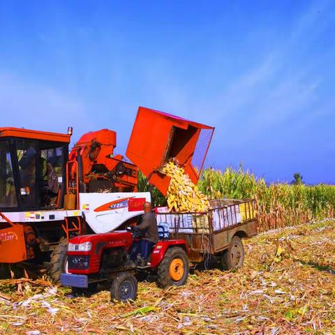 中秋迎丰收，农民抢抓农时收玉米