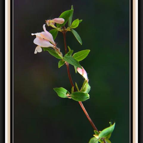 猬实花，绿叶粉花惹人爱