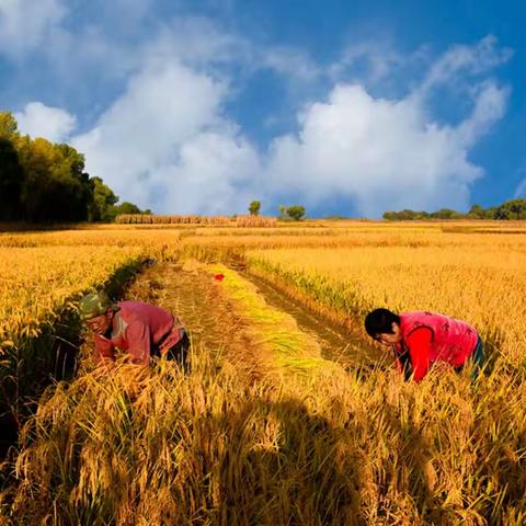 致敬农民 礼赞丰收