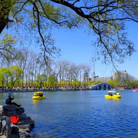 玉渊潭里赏樱花