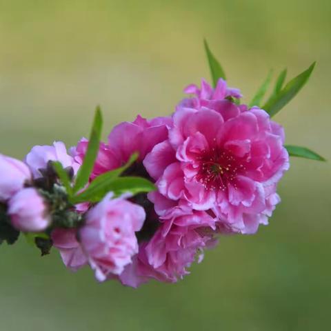 芳菲四月 桃花娇艳