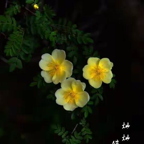 满树金花黄刺玫