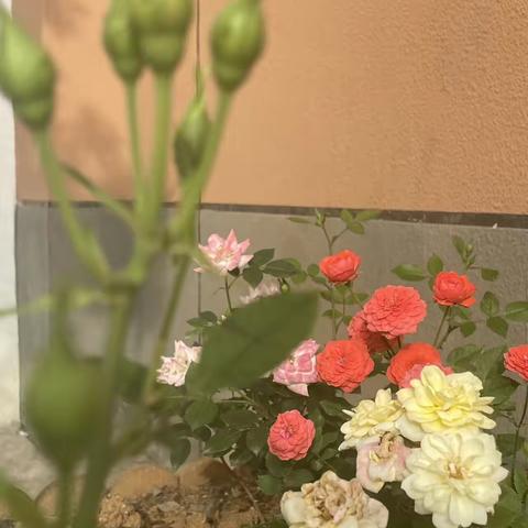 实小风景可入诗