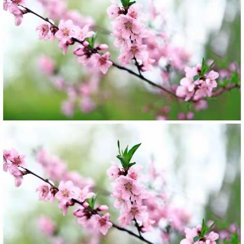【东海第一幼儿园】桃花朵朵花