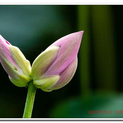 大明湖并蒂莲的一生，从6月30并蒂莲被发现--7月7日从花蕾-莲花-莲蓬，前后一周时间完成一生的转变。盼24年再现