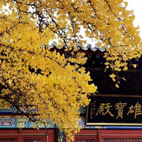 2020金秋十月红螺寺赏银杏叶