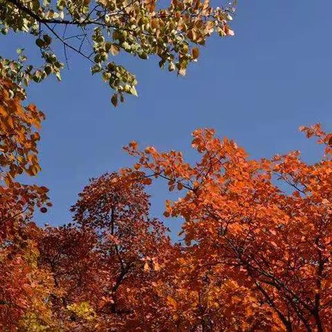 京郊坡峰岭赏红叶