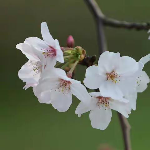 顾村公园樱花节 浪迹天涯摄影