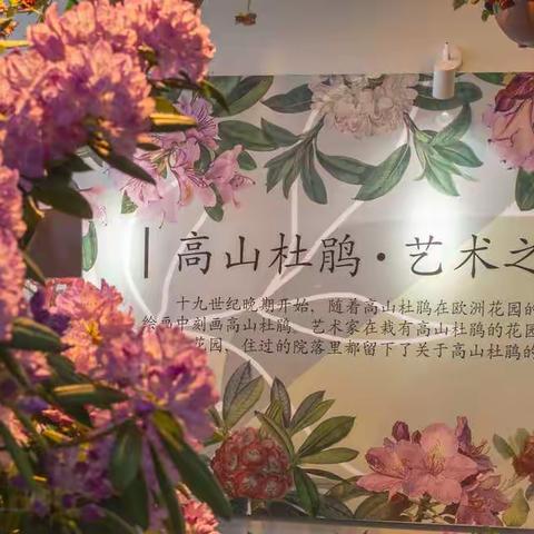 世界名花！高山杜鹃•艺术之旅主题展在太原植物园启幕！