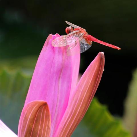 蜻蜓戏红莲