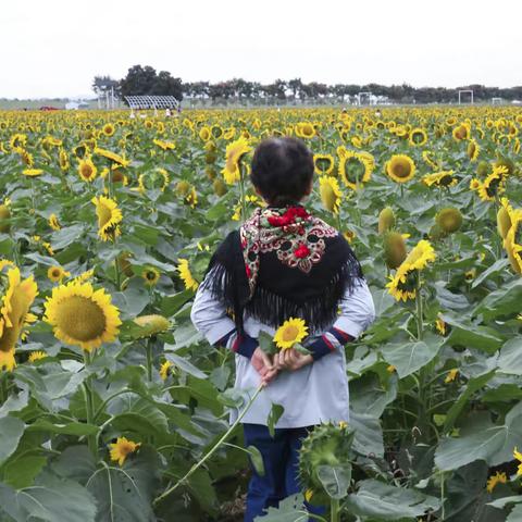 葵花朵朵向阳开