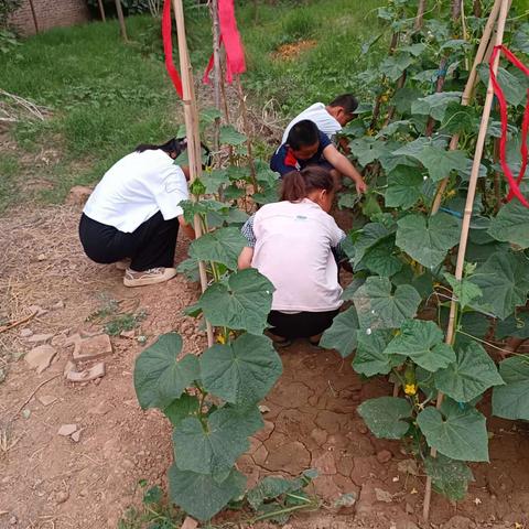 【能力作风建设年】西小虹小学学生劳动实践篇