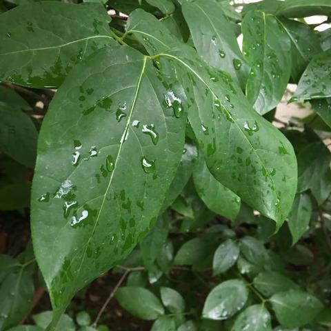 孟夏新雨