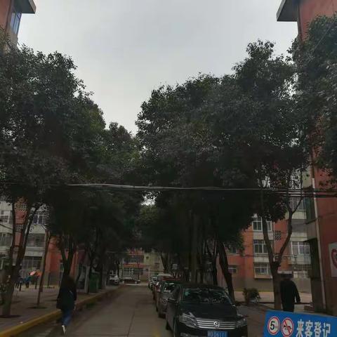 小区绿化