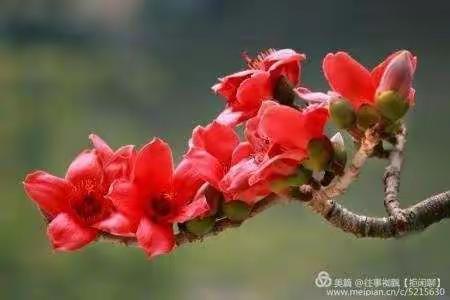 致难忘的寒假 == 盼春暖花开         山河无恙！