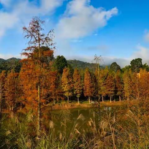 万盛青山湖国家湿地公园周末行！