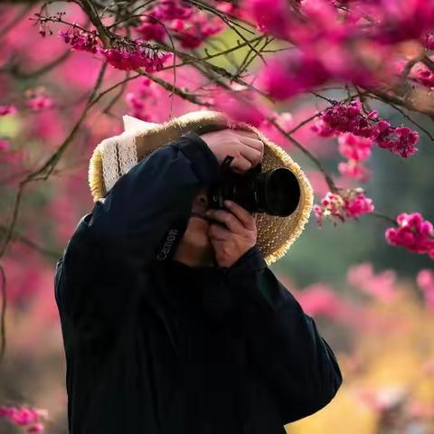 重庆壁山云雾山樱花谷