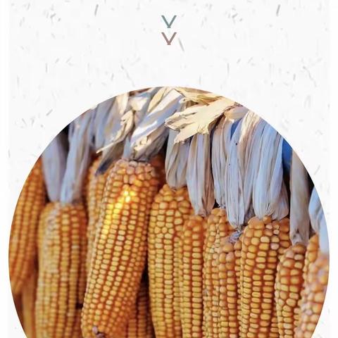 【劳动教育】扶绥县岜盆乡中心幼儿园“玉你相遇 如此甜米”中班社会实践系列活动