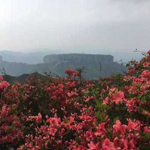 徒行上堡山，赏高山杜鹃