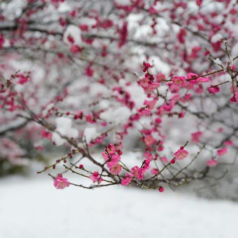 红梅傲雪（惊艳古城黄州）