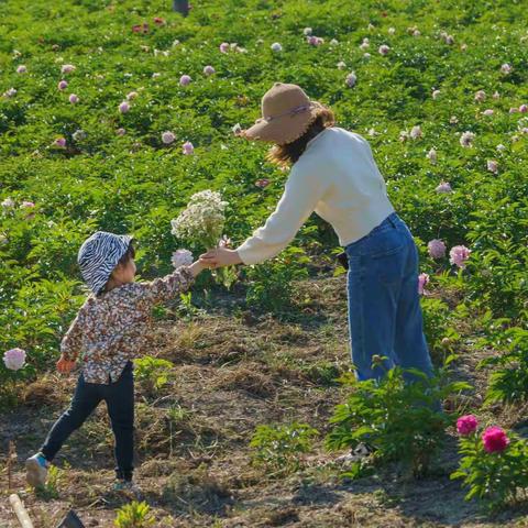 牡丹园里拍芍药——祝天下母亲节日快乐