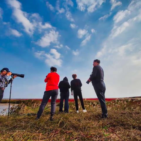 走马观花条子泥