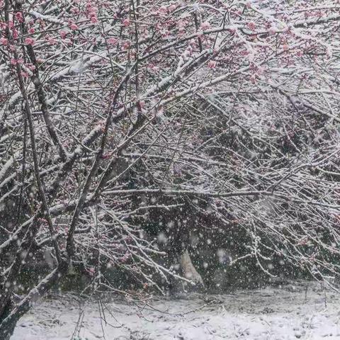 傲霜斗雪红梅赞