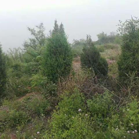 戊戌榴月午后游鲁庄东白云山