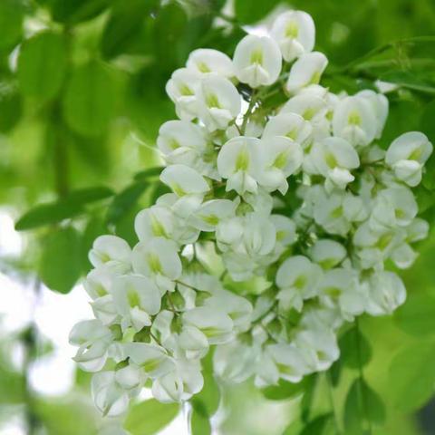 为槐花点赞
