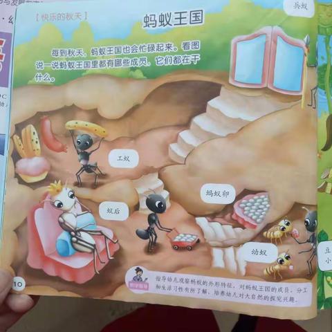 蚂蚁王国