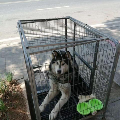 这孩子的胆子真的大吗？