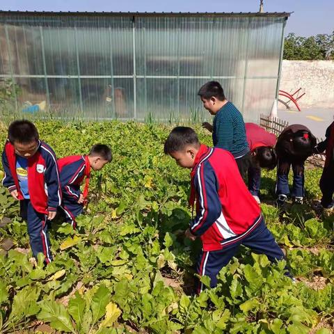 良村小学《走进校园，亲近秋天》系列活动