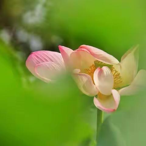 又到荷花飘香时（二）（白河湿地公园随拍）