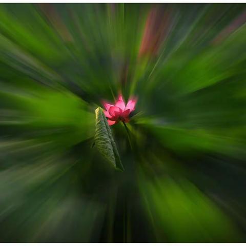 二年级摄影习作第六期📺📺 （🌹摄影系/二04班🌹）