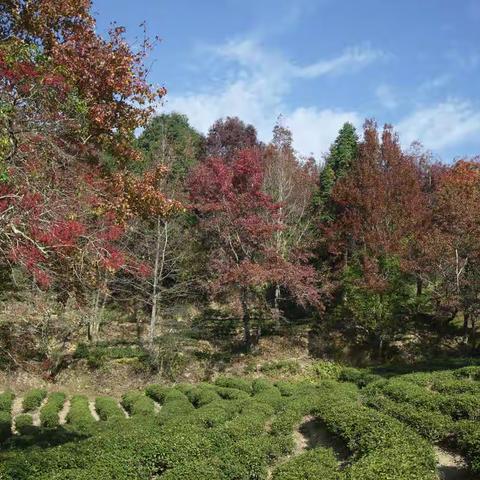 虽然姗姗来迟，你还是来了