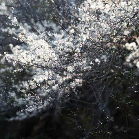 梅花香自苦寒来