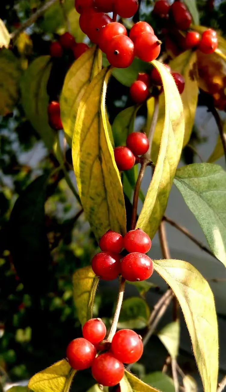 一叶知秋猝死,一叶知秋的结局 一叶知秋猝死,一叶知秋的结局