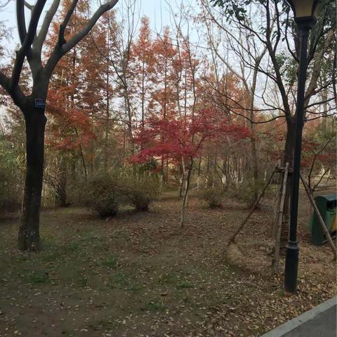 舞动十一月🌼创美好童年💕泗阳经济开发区学校 🎊一6班小蓝鲸🐋中队🎈🎈