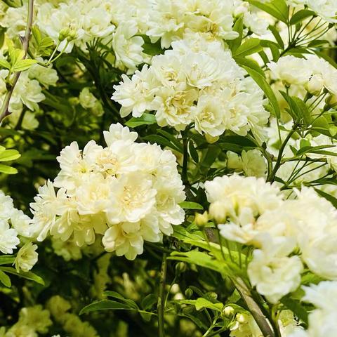 公园里的木香花开了