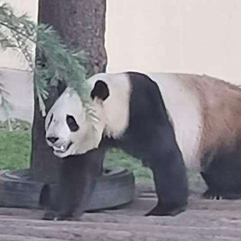 五一假日作家王忆唐与秦岭老虎狮子熊猫来一场快乐约会